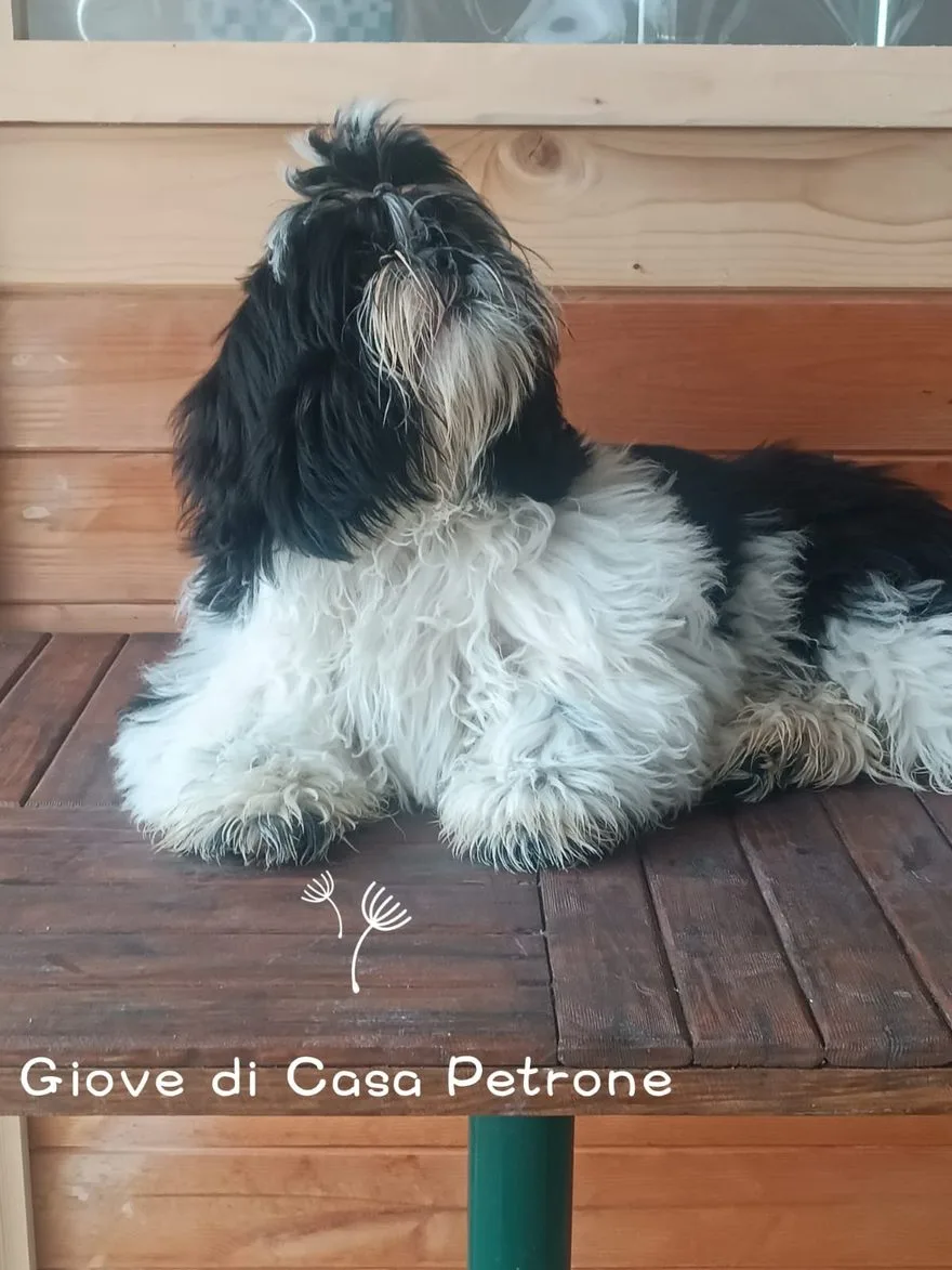 Shih Tzu adulto dell'allevamento Casa Petrone