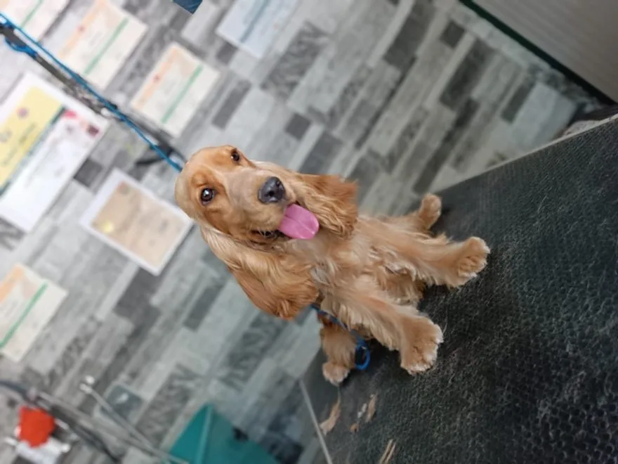 Cocker Spaniel Inglese adulto dell'allevamento Casa Petrone